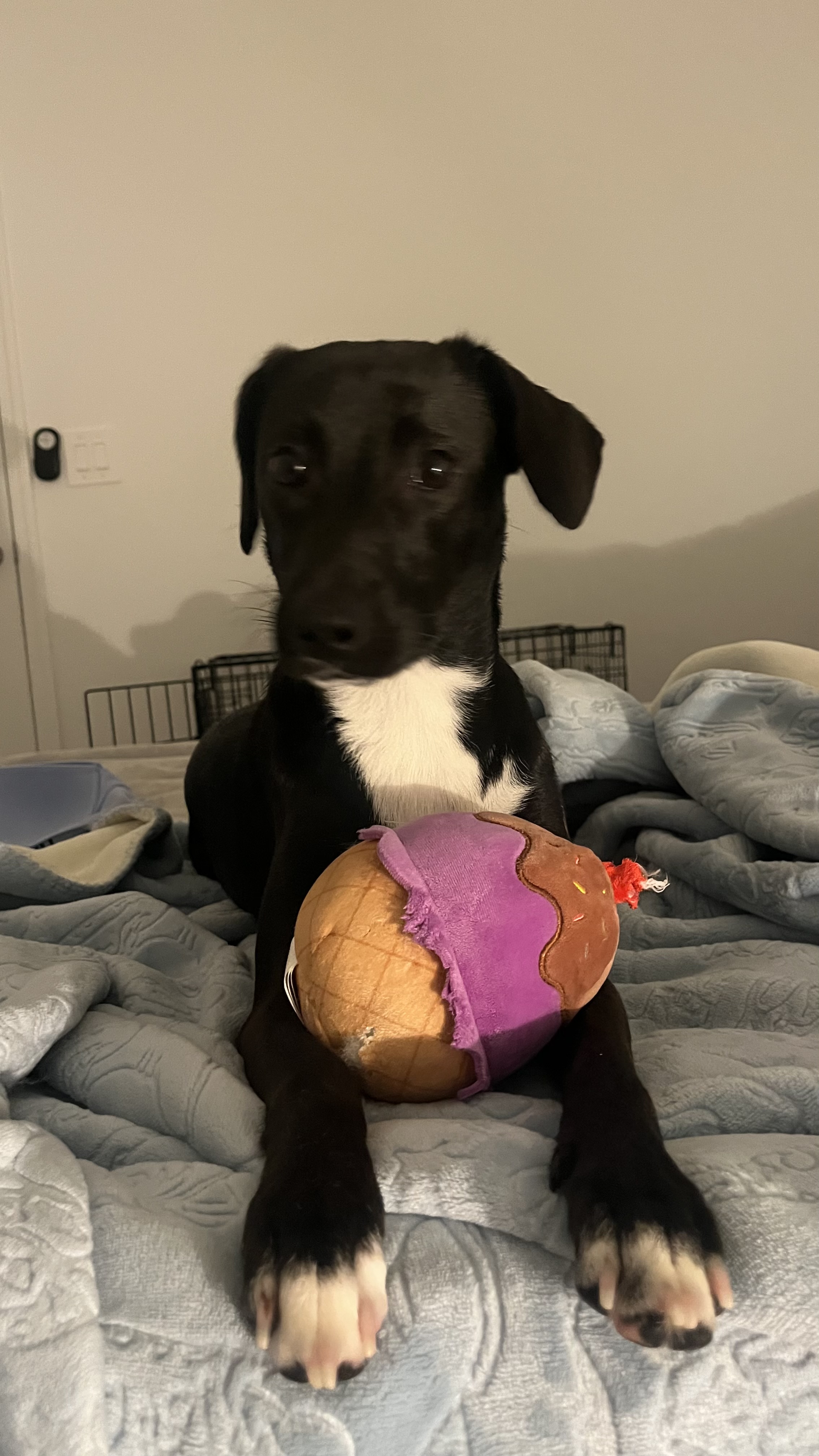 Zephyr the King