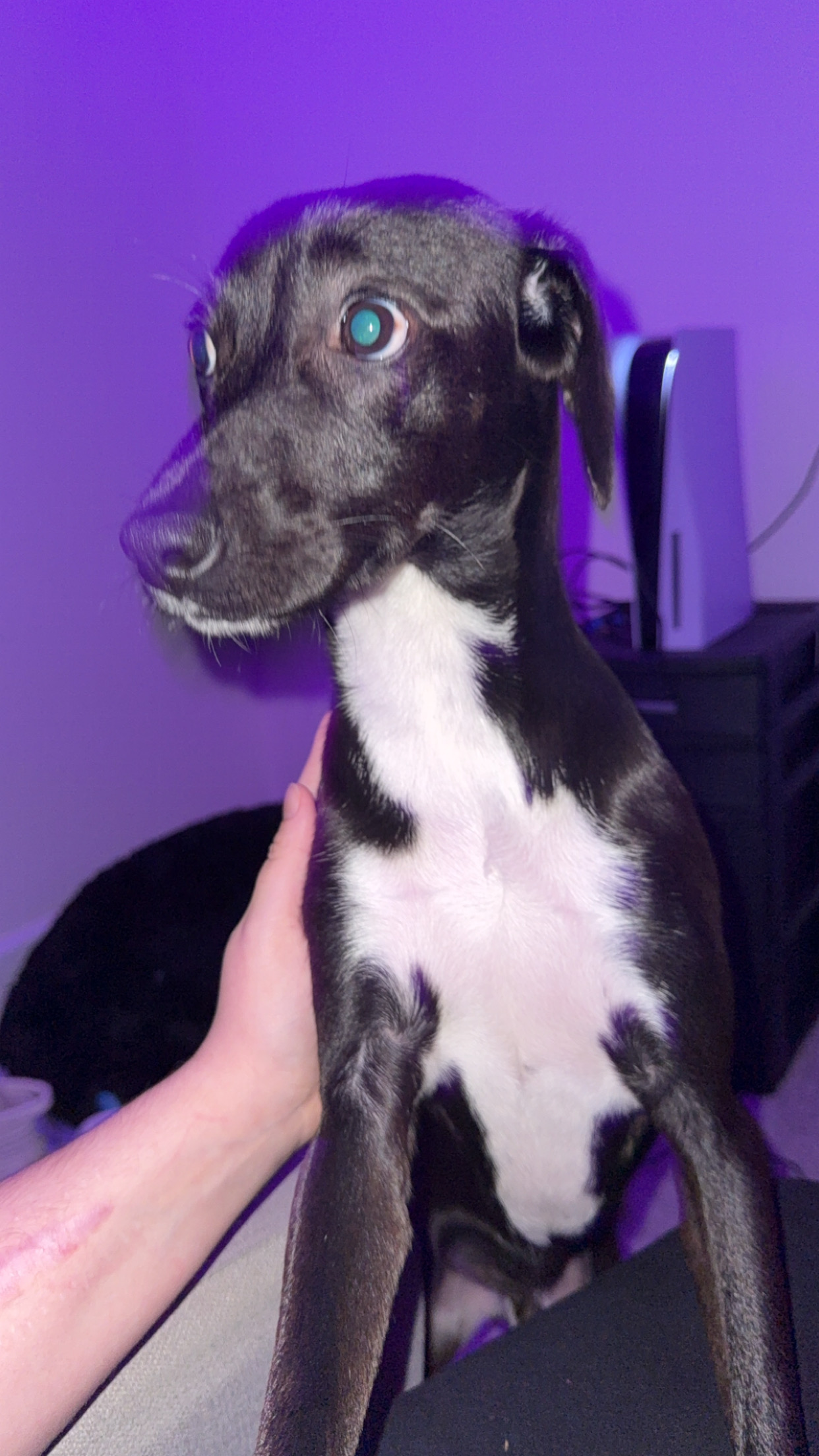 Zephyr