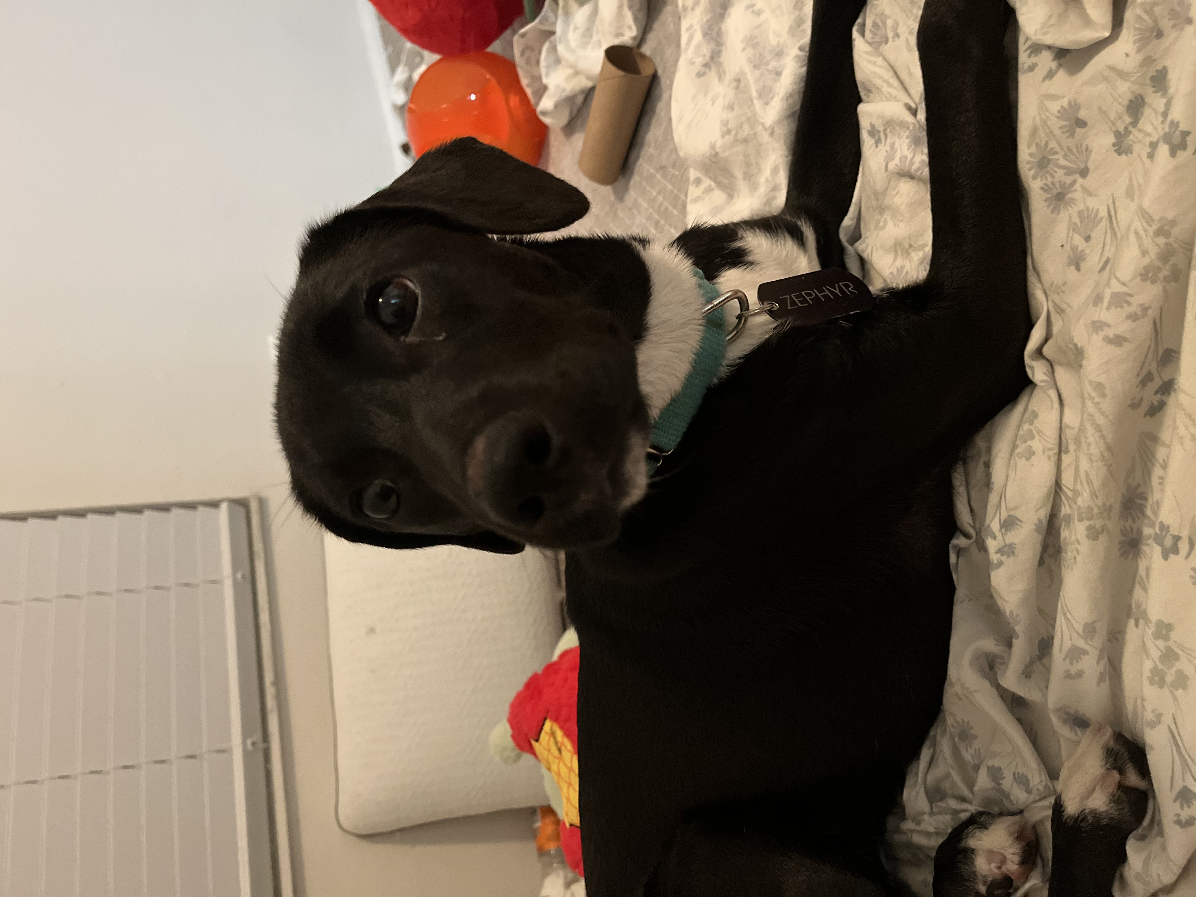 Zephyr